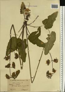 Salvia nutans L., Eastern Europe, Lower Volga region (E9) (Russia)