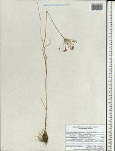 Allium inaequale Janka, Eastern Europe, Central forest-and-steppe region (E6) (Russia)