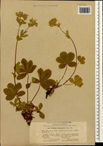 Potentilla brachypetala Fisch. & C. A. Mey. ex Lehm., Caucasus, Stavropol Krai, Karachay-Cherkessia & Kabardino-Balkaria (K1b) (Russia)