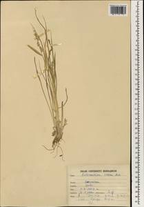 Echinochloa colona (L.) Link, South Asia, South Asia (Asia outside ex-Soviet states and Mongolia) (ASIA) (India)