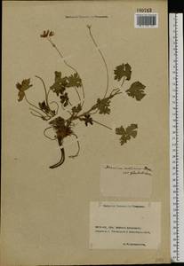 Geranium collinum Stephan ex Willd., Eastern Europe, Rostov Oblast (E12a) (Russia)