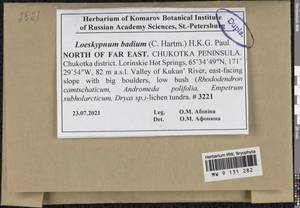 Loeskypnum badium (Hartm.) H.K.G. Paul, Bryophytes, Bryophytes - Chukotka & Kamchatka (B21) (Russia)