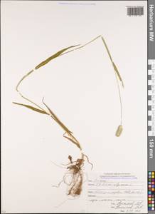 Phleum alpinum L., Caucasus, Abkhazia (K4a) (Abkhazia)