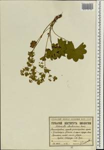 Alchemilla murbeckiana Buser, Eastern Europe, Eastern region (E10) (Russia)