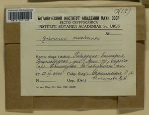 Grimmia montana Bruch & Schimp., Bryophytes, Bryophytes - North Caucasus & Ciscaucasia (B12) (Russia)