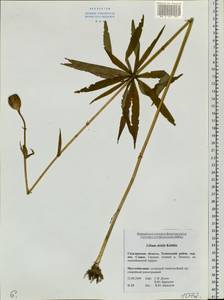 Lilium debile Kittlitz, Siberia, Russian Far East (S6) (Russia)