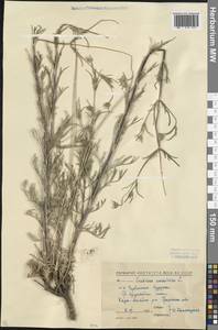 Lomelosia argentea (L.) Greuter & Burdet, Caucasus, North Ossetia, Ingushetia & Chechnya (K1c) (Russia)