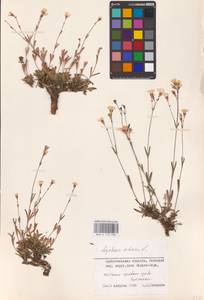Silene orientalimongolica Kozhevn., Eastern Europe, Northern region (E1) (Russia)