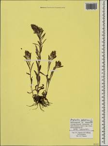 Omalotheca sylvatica (L.) Sch. Bip. & F. W. Schultz, Caucasus, Krasnodar Krai & Adygea (K1a) (Russia)