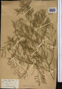 Limonium otolepis (Schrenk) Kuntze, Middle Asia, Syr-Darian deserts & Kyzylkum (M7)