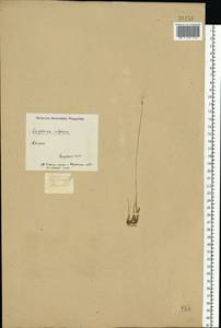 Trichophorum alpinum (L.) Pers., Eastern Europe, Middle Volga region (E8) (Russia)