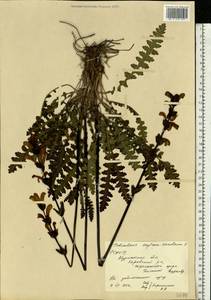 Pedicularis sceptrum-carolinum L., Eastern Europe, Northern region (E1) (Russia)