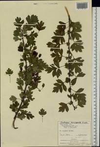 Crataegus praemonticola Holub, Eastern Europe, West Ukrainian region (E13) (Ukraine)