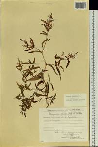 Koenigia ajanensis (Regel & Tiling) comb. ined., Siberia, Chukotka & Kamchatka (S7) (Russia)