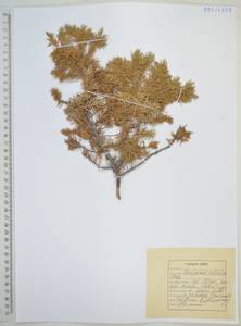 Juniperus communis var. saxatilis Pall., Siberia, Russian Far East (S6) (Russia)