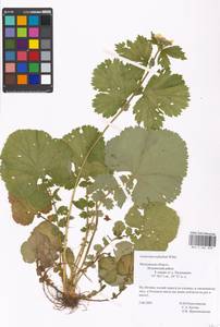 Geum macrophyllum Willd., Eastern Europe, Moscow region (E4a) (Russia)