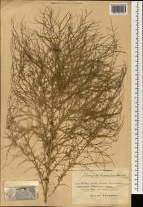 Grubovia dasyphylla (Fisch. & C. A. Mey.) Freitag & G. Kadereit, South Asia, South Asia (Asia outside ex-Soviet states and Mongolia) (ASIA) (China)