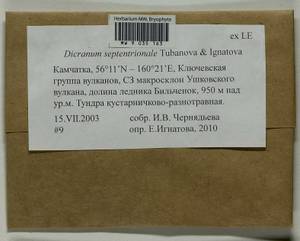 Dicranum septentrionale Tubanova & Ignatova, Bryophytes, Bryophytes - Chukotka & Kamchatka (B21) (Russia)