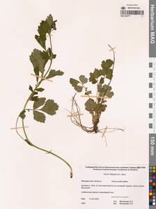 Geum aleppicum Jacq., Siberia, Chukotka & Kamchatka (S7) (Russia)