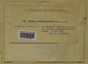 Mnium thomsonii Schimp., Bryophytes, Bryophytes - Karelia, Leningrad & Murmansk Oblasts (B4) (Russia)