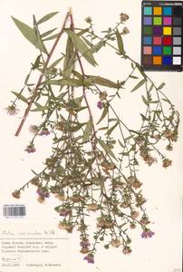 Symphyotrichum ×versicolor (Willd.) G. L. Nesom, Eastern Europe, Moscow region (E4a) (Russia)