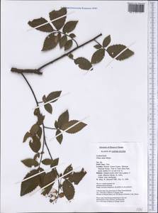 Ulmus alata Michx., America (AMER) (United States)