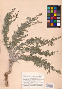 MHA 0 159 652, Scrophularia rupestris M. Bieb. ex Willd., Eastern Europe, Lower Volga region (E9) (Russia)