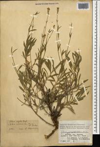 Silene sisianica Boiss. & Buhse, Caucasus, Armenia (K5) (Armenia)