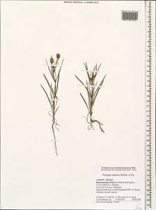 Plantago arenaria Waldst. & Kit., Eastern Europe, Central forest-and-steppe region (E6) (Russia)