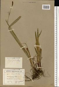 Carex pilosa Scop., Eastern Europe, North Ukrainian region (E11) (Ukraine)