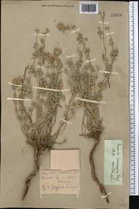 Asperula glomerata subsp. turcomanica (Pobed.) Ehrend. & Schönb.-Tem., Middle Asia, Kopet Dag, Badkhyz, Small & Great Balkhan (M1) (Turkmenistan)
