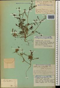 Astragalus oxyglottis Stev. ex M. Bieb., Caucasus, Armenia (K5) (Armenia)