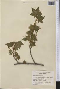 Ribes glandulosum Grauer, America (AMER) (Canada)