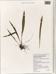 Liparis averyanoviana Szlach., South Asia, South Asia (Asia outside ex-Soviet states and Mongolia) (ASIA) (Vietnam)