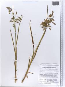Dupontia fulva (Trin.) Röser & Tkach, Eastern Europe, Northern region (E1) (Russia)