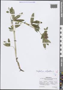 Trifolium alpestre L., Eastern Europe, Middle Volga region (E8) (Russia)