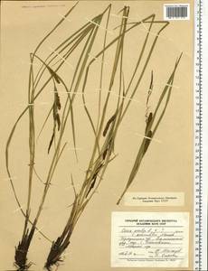 Carex acuta L., Siberia, Baikal & Transbaikal region (S4) (Russia)