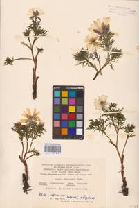 Adonis volgensis DC., Eastern Europe, Lower Volga region (E9) (Russia)