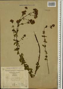 Origanum vulgare L., Caucasus, Georgia (K4) (Georgia)