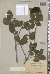Viburnum lantana L., Caucasus, South Ossetia (K4b) (South Ossetia)