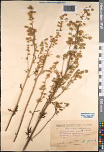 Artemisia medioxima Krasch. ex Poljakov, Siberia, Russian Far East (S6) (Russia)