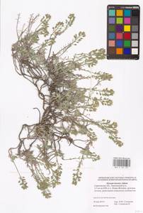 Alyssum lenense Adams, Eastern Europe, Lower Volga region (E9) (Russia)