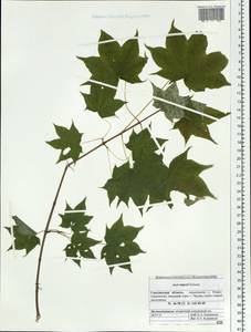 Acer pictum subsp. mayrii (Schwer.) H. Ohashi, Siberia, Russian Far East (S6) (Russia)