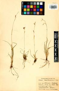 Carex ledebouriana C.A.Mey. ex Trevir., Siberia, Baikal & Transbaikal region (S4) (Russia)