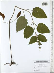 Stachys sylvatica L., Eastern Europe, Central region (E4) (Russia)