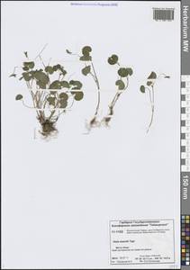 Viola mauritii Tepl., Siberia, Central Siberia (S3) (Russia)