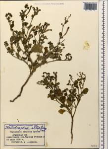 Heliotropium ellipticum Ledeb., Caucasus, Armenia (K5) (Armenia)