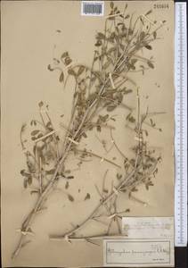 Astragalus paucijugus Schrenk, Middle Asia, Syr-Darian deserts & Kyzylkum (M7) (Kazakhstan)