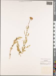 Haplophyllum versicolor Fisch. & C. A. Mey., Middle Asia, Karakum (M6) (Turkmenistan)