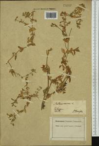 Stellaria nemorum L., Western Europe (EUR) (Germany)